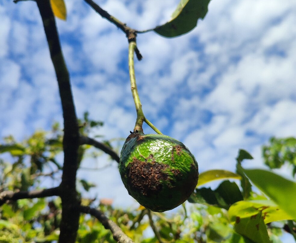 Old Reef Farm  - Fruit Tour-卡维塔必去景点