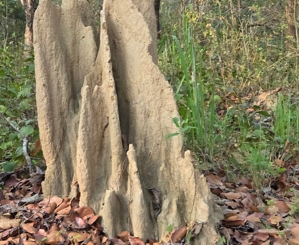 Chitwan National Park-苏拉哈必去景点