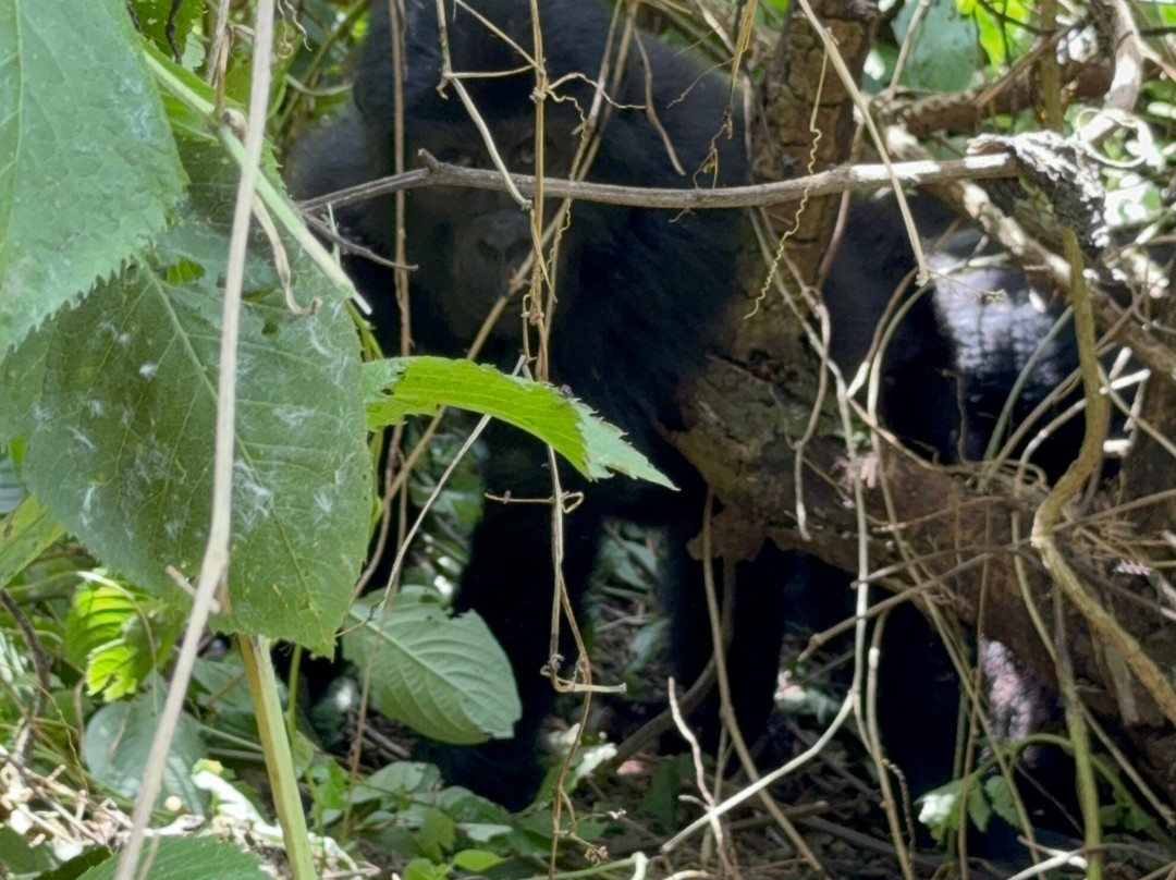 Mambo Gorilla Safari Uganda-吉佳利必去景点