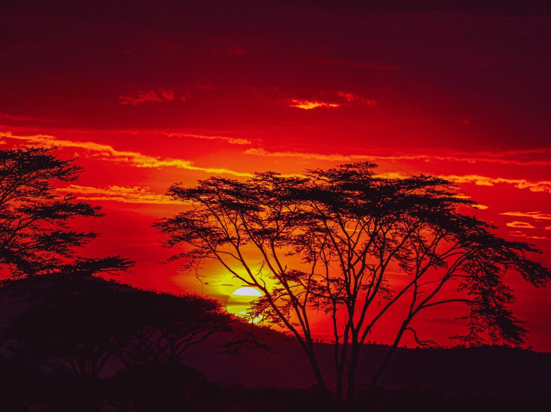 Regal African Safaris-Usa River必去景点