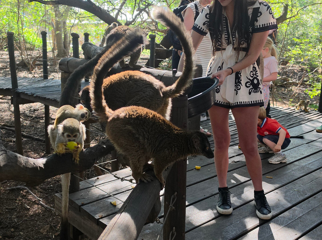 Bush Babies Monkey Sanctuary-哈特比斯普特必去景点