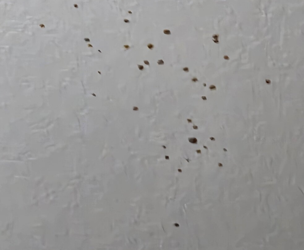 维克斯堡拉昆塔温德姆套房酒店主图