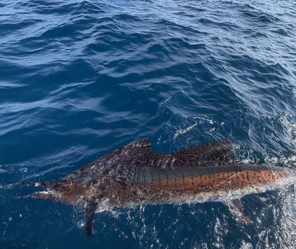 Capullo Sportfishing-塔马林多必去景点
