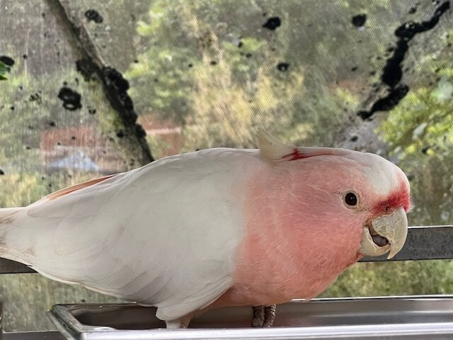Birdworld Kuranda-库兰达必去景点