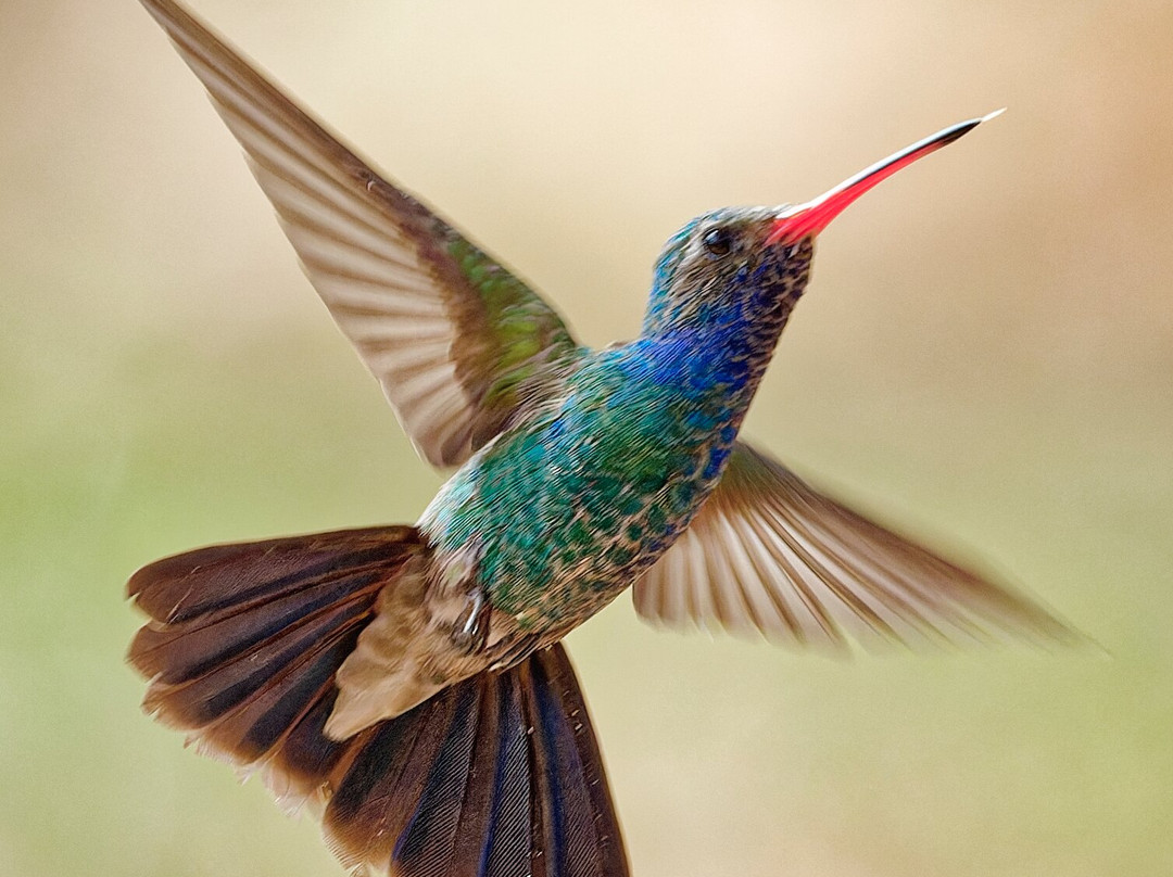 Ash Canyon Bird Sanctuary-Hereford必去景点