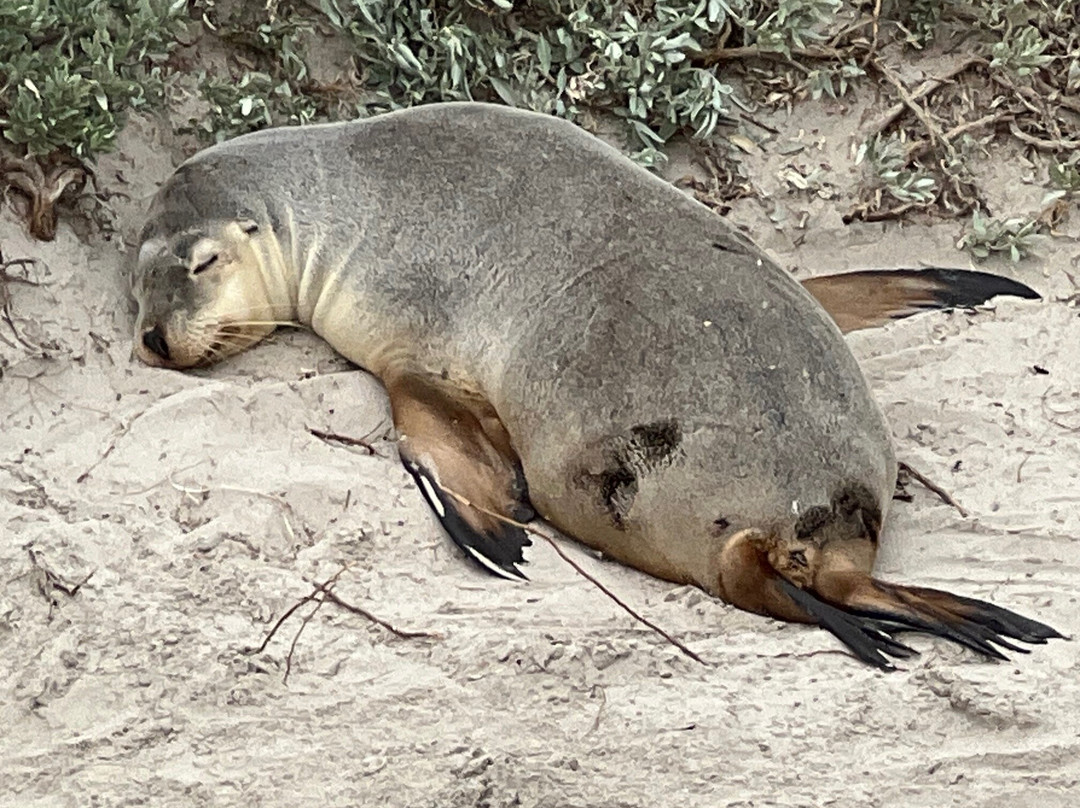 Seal Bay Conservation Park-Seal Bay必去景点