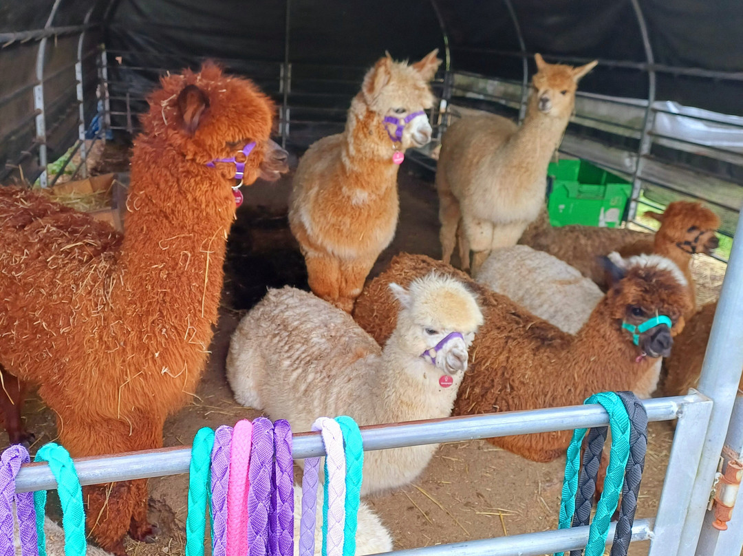 Pennybridge Farm Alpacas-胡克必去景点