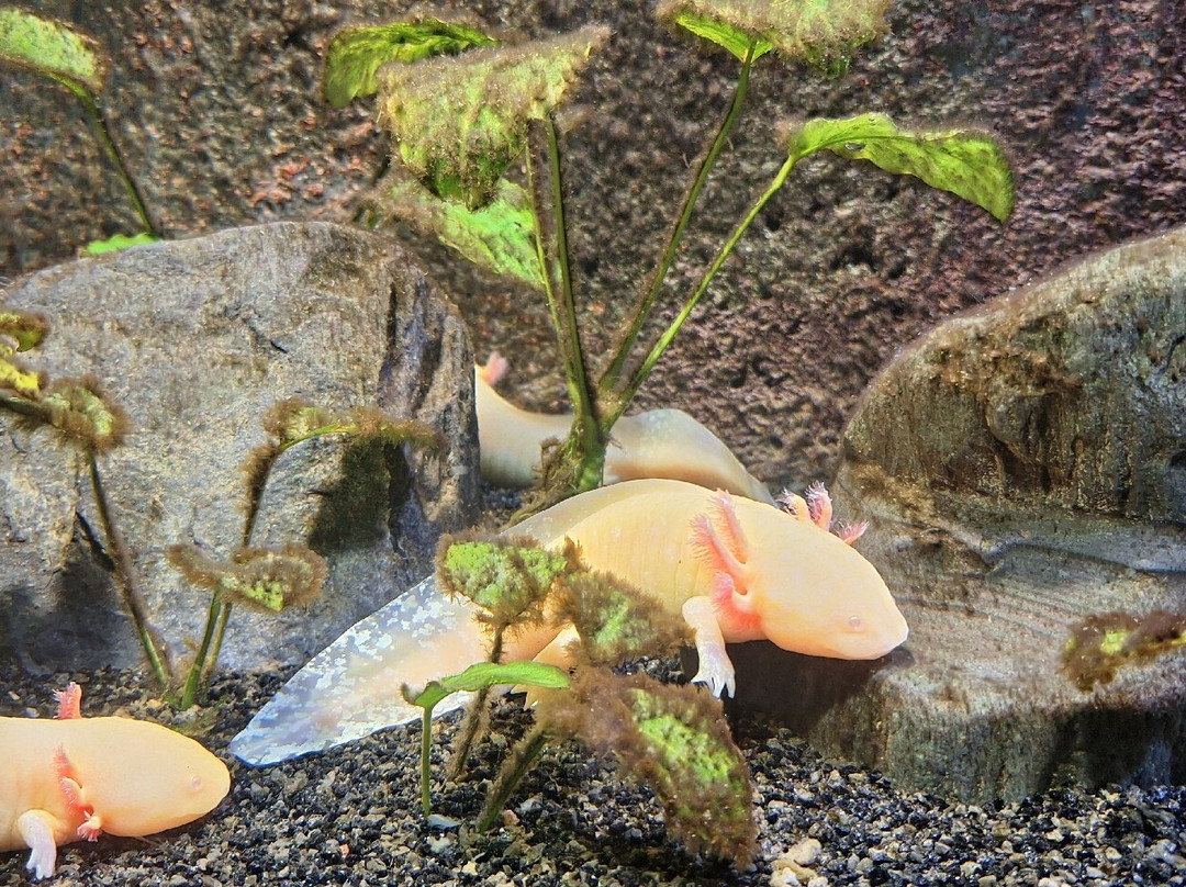 Aquarium Des Tropiques-Allex必去景点