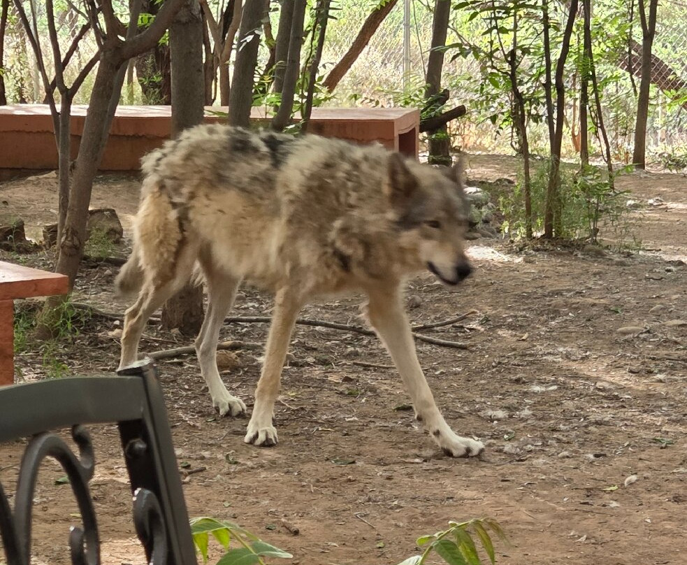 Sedona Wolf Sanctuary-Rimrock必去景点