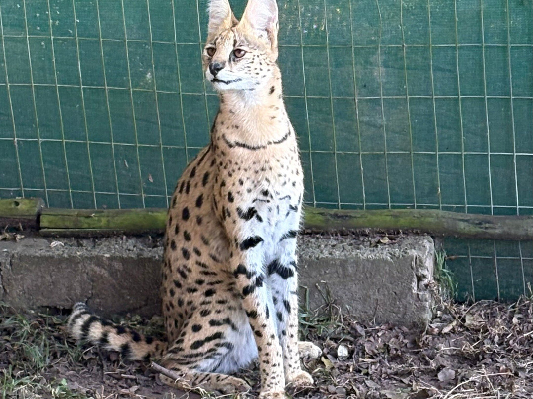 Zululand Cat Conservation Project-Hluhluwe Game Reserve必去景点