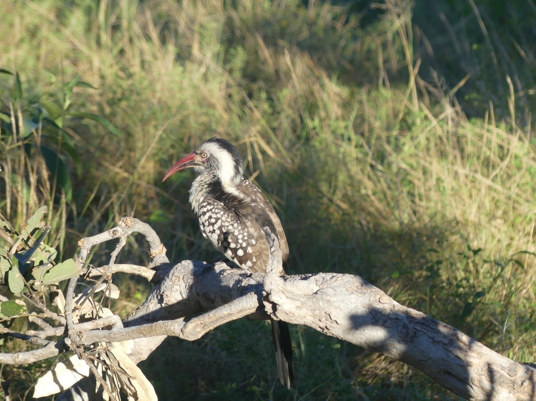 Okavango Delta-马翁必去景点