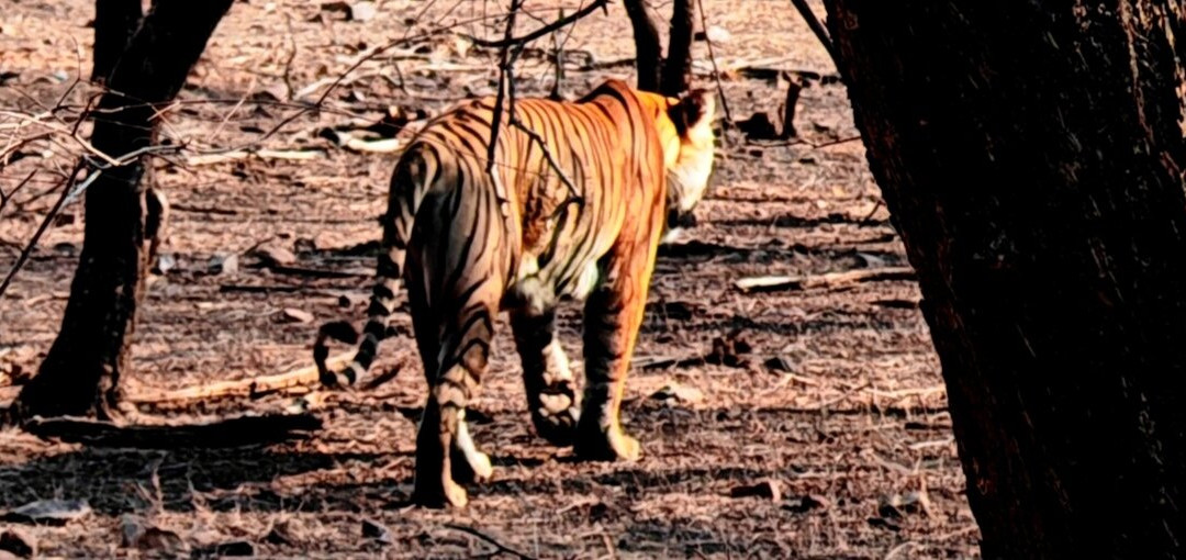 Ranthambore National Park-Ranthambore National Park必去景点