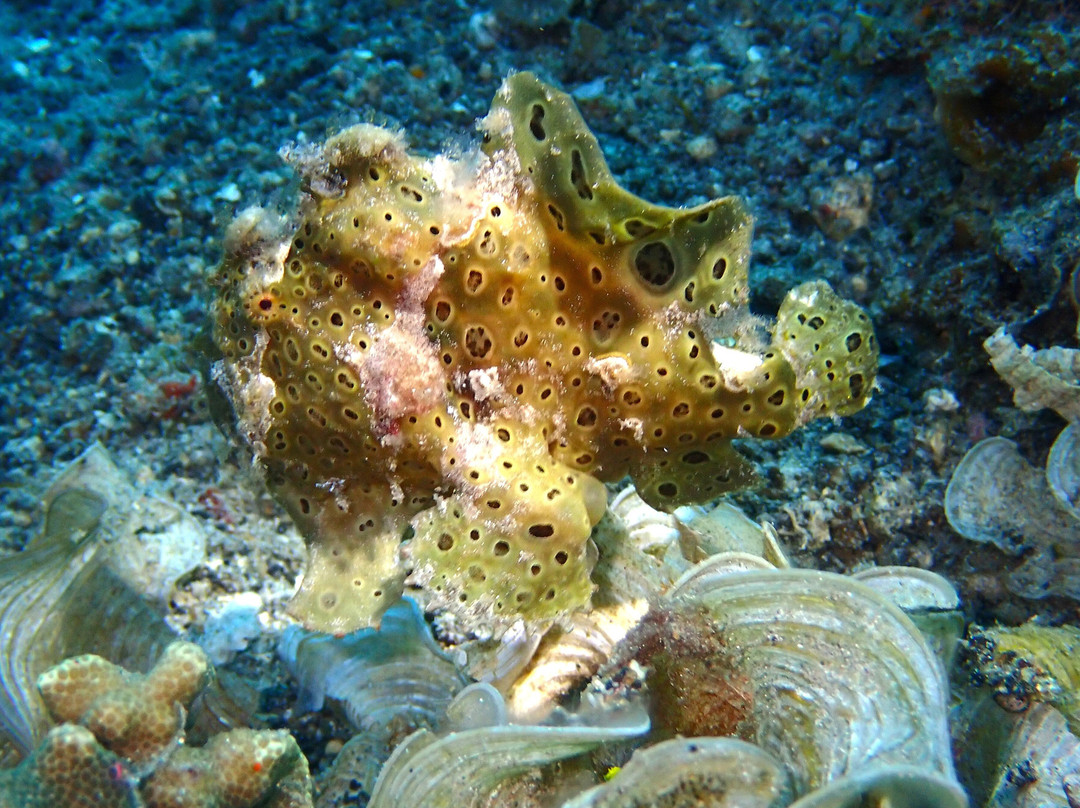 Thalassa Dive Resort Lembeh主图