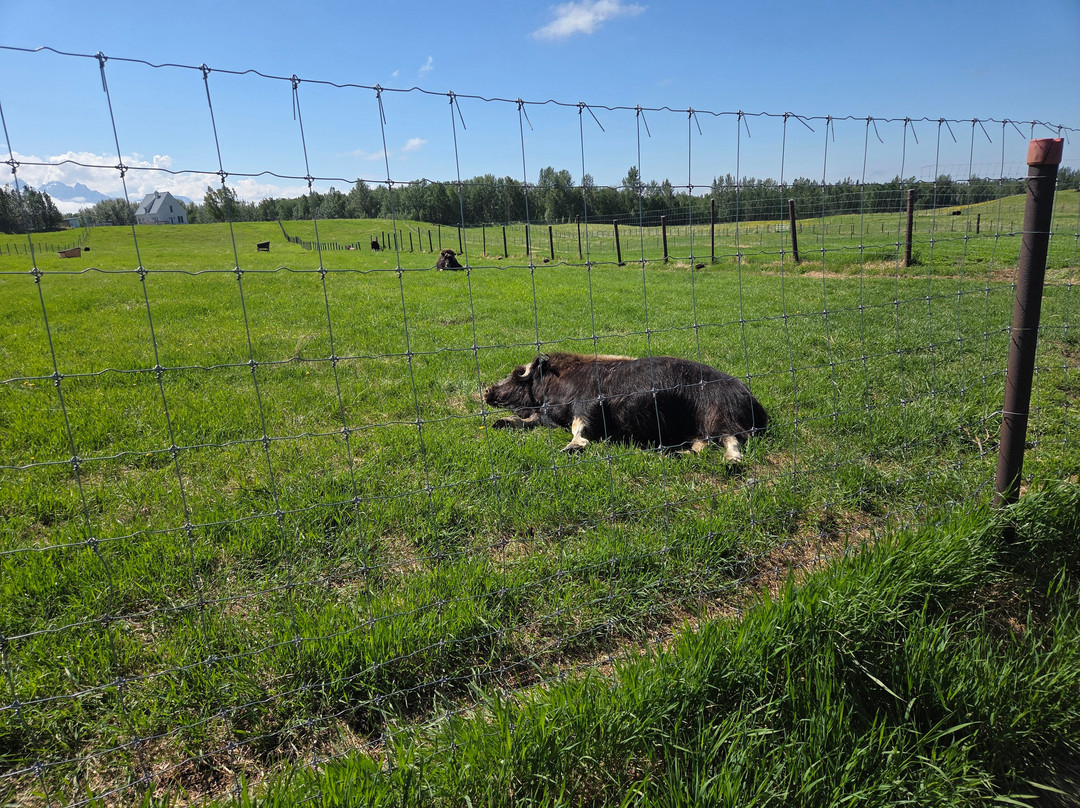 Musk Ox Farm-帕尔默必去景点