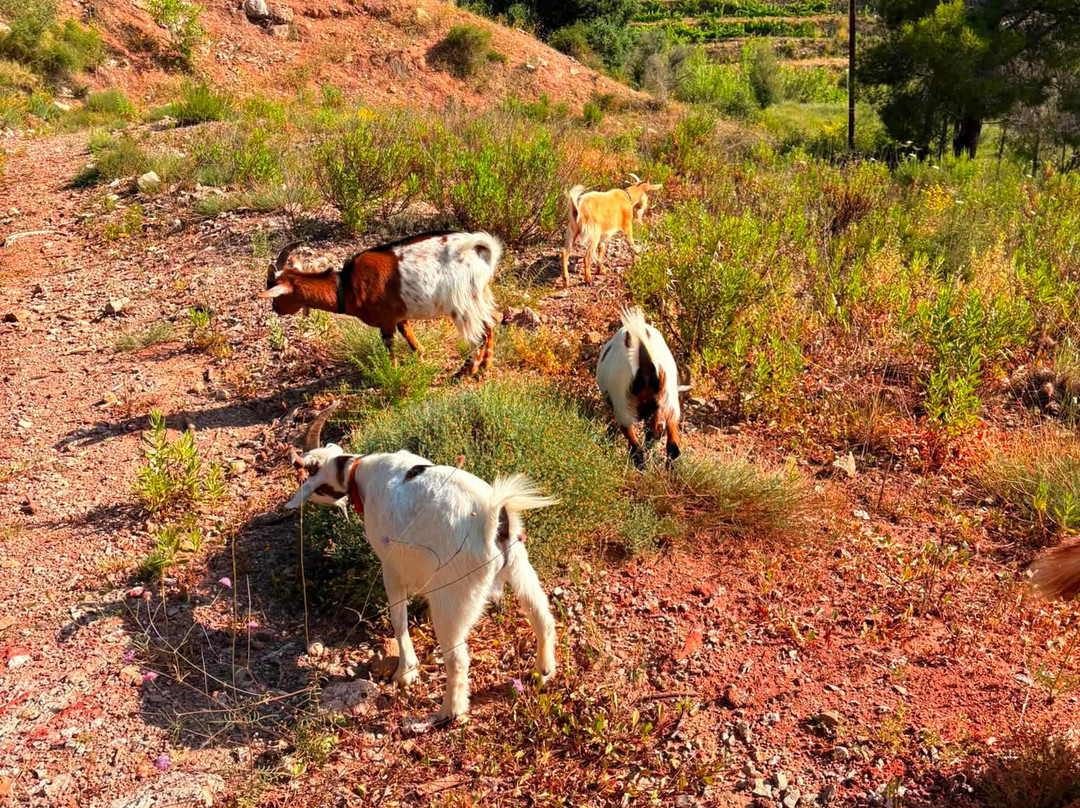 Euro Goat Trekkers-Tarbena必去景点
