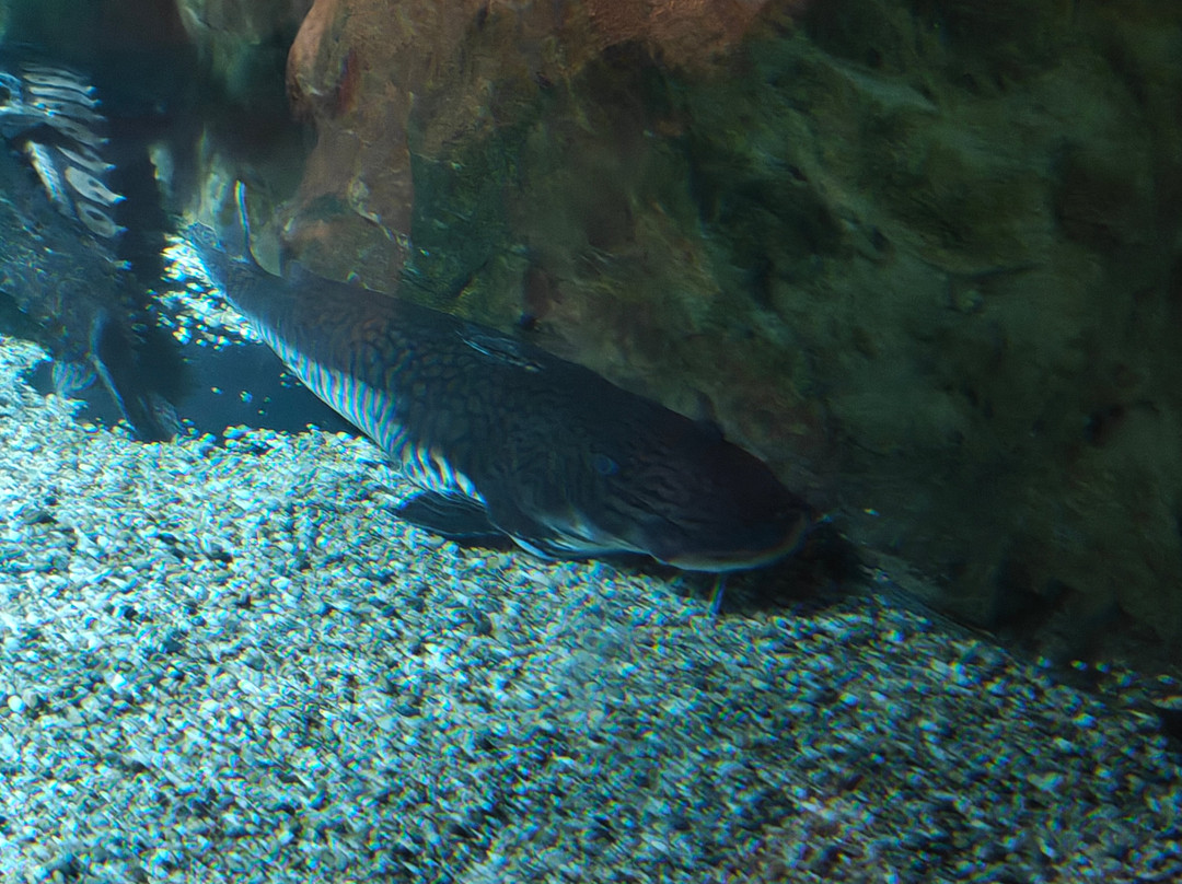Deep Sea World-北昆斯费里必去景点