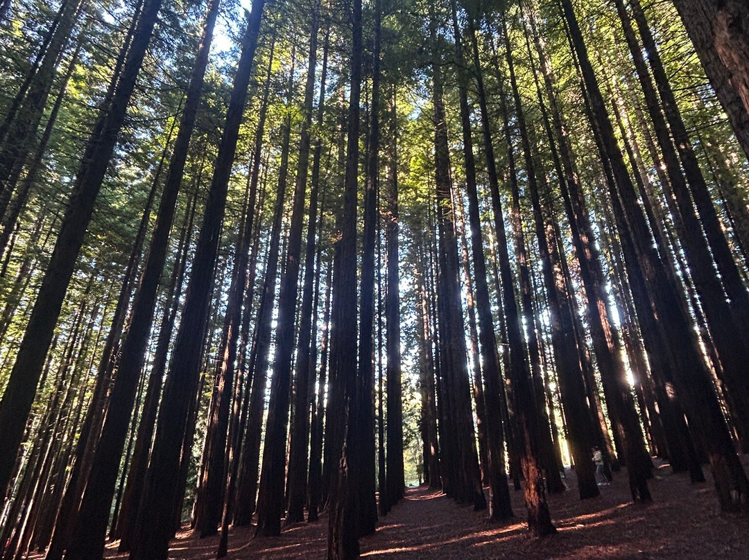 Redwood Forest-华伯登必去景点