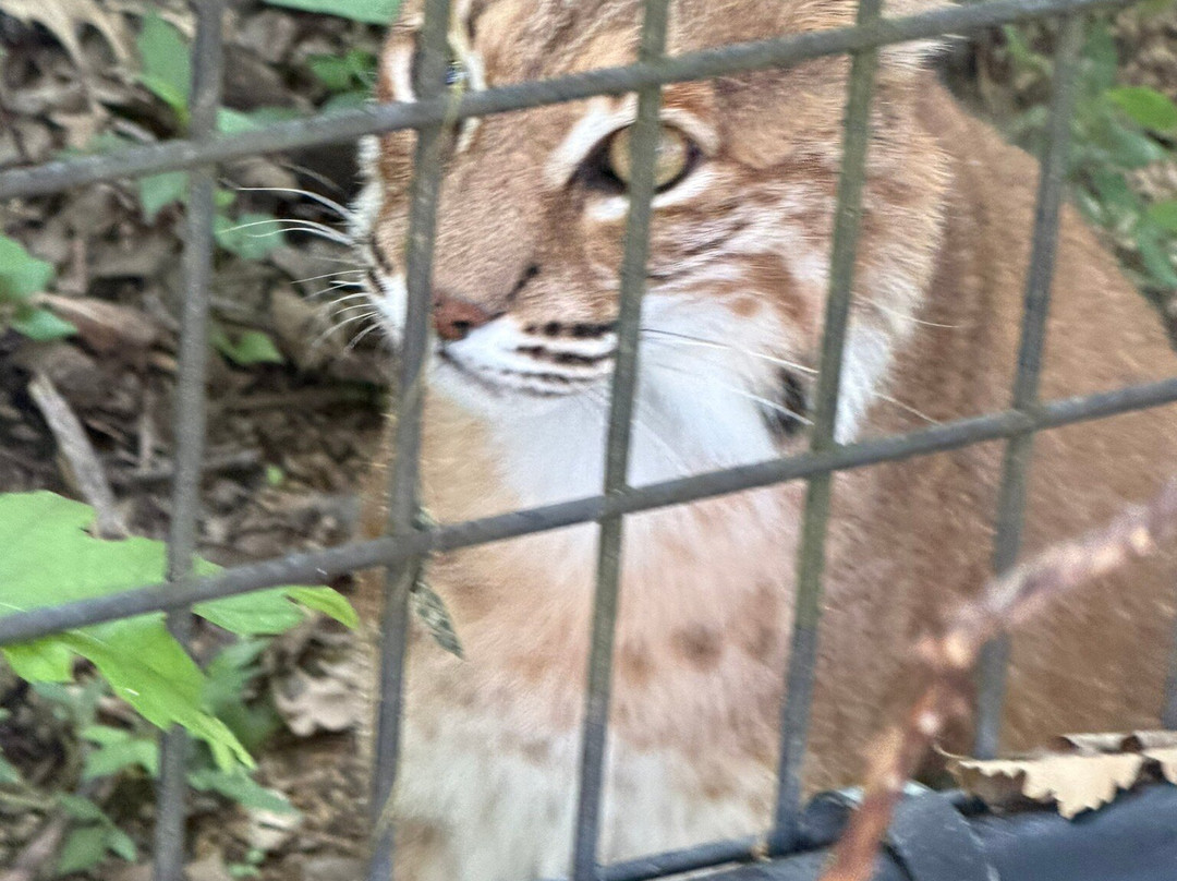 Red Wolf Sanctuary-Rising Sun必去景点
