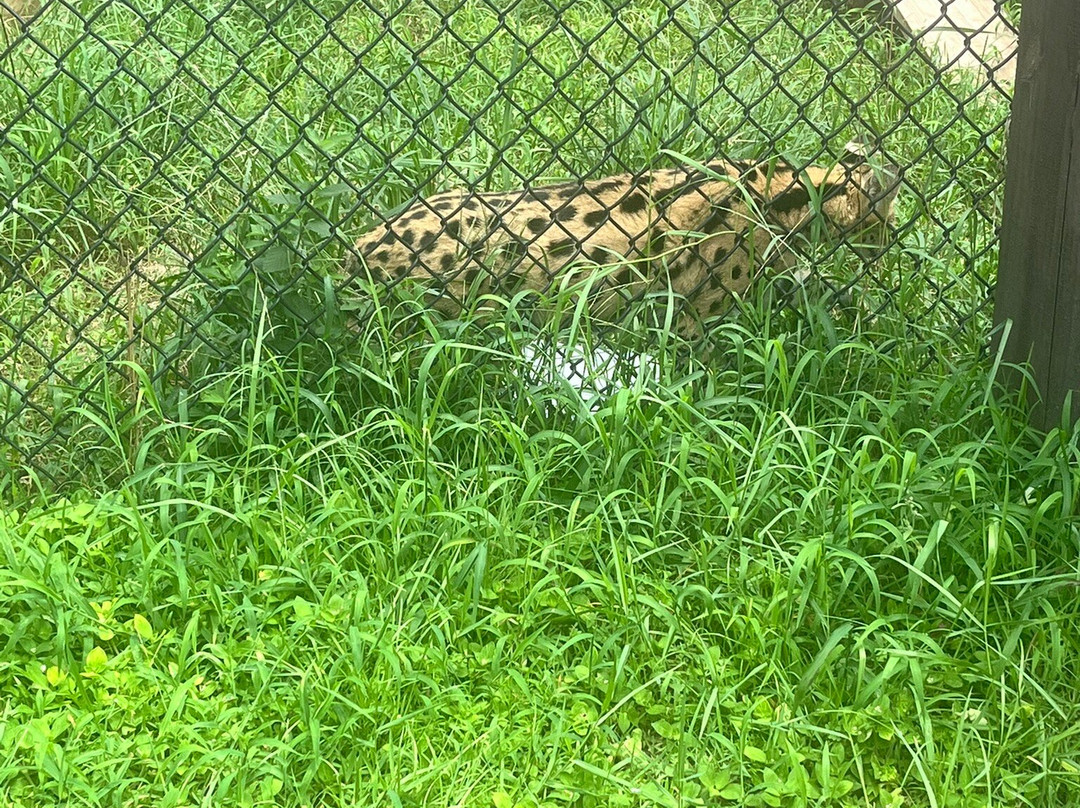 Alabama Gulf Coast Zoo-格尔夫海岸必去景点
