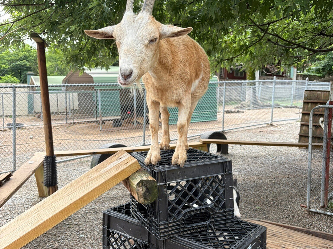 Arkansas Alligator Farm & Petting Zoo-温泉城必去景点
