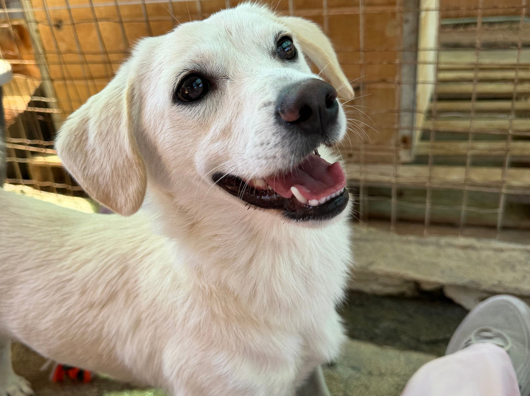 Gouves Animal Shelter-古韦斯必去景点