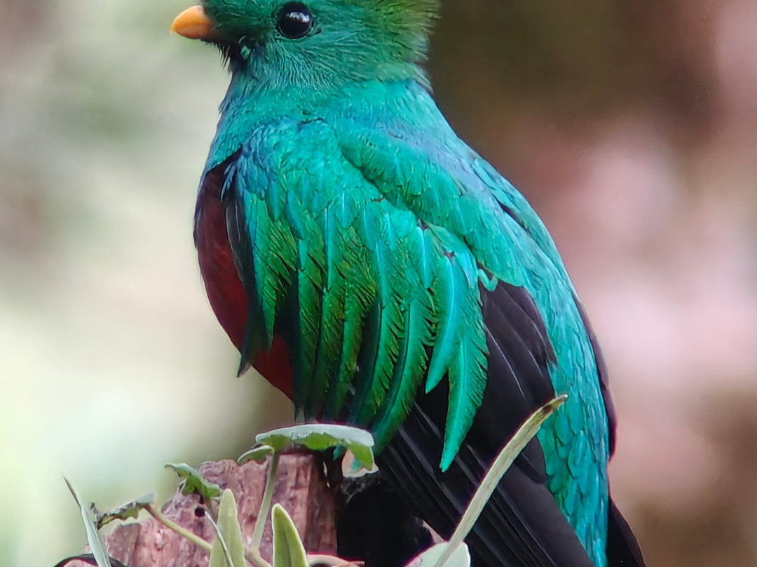 Highland Birds Tours-多塔圣赫拉多必去景点