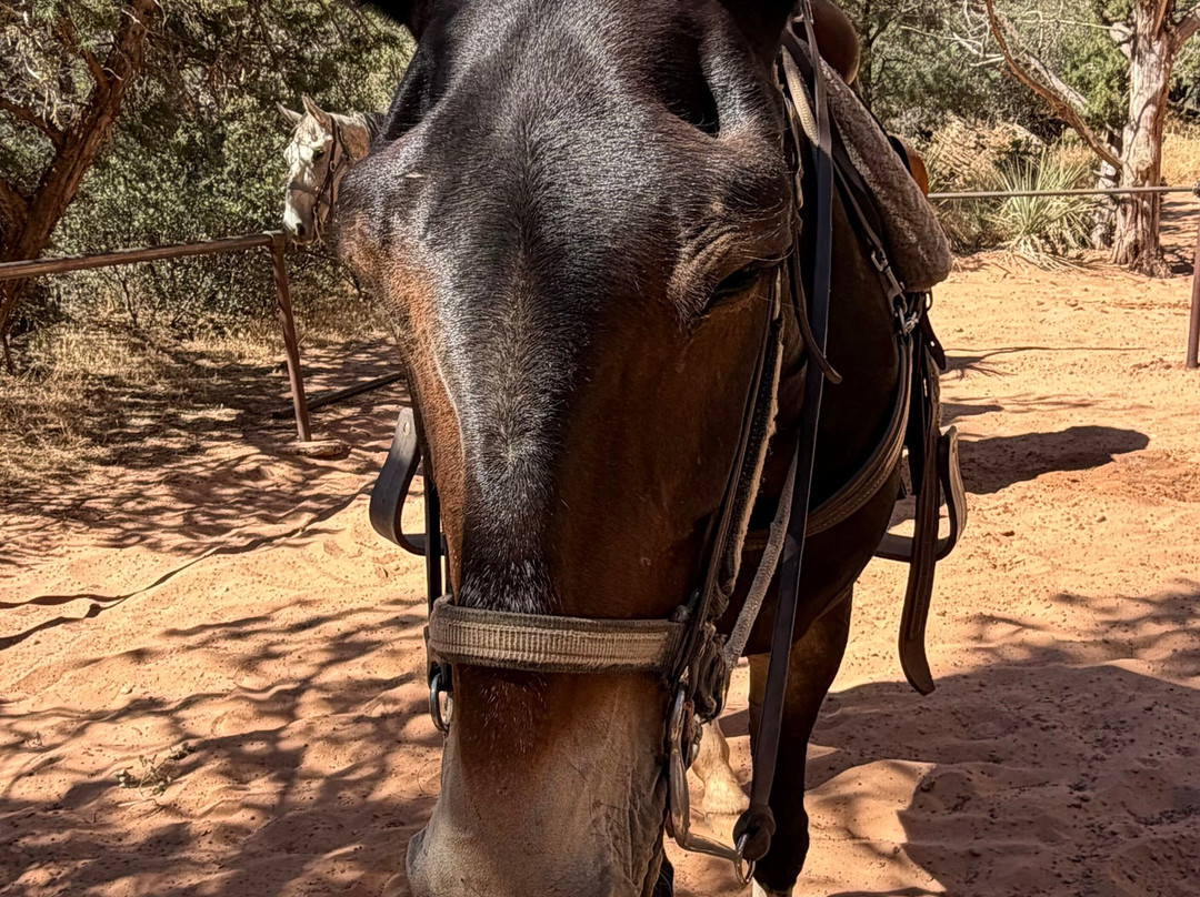 Canyon Trail Rides-锡安国家公园必去景点