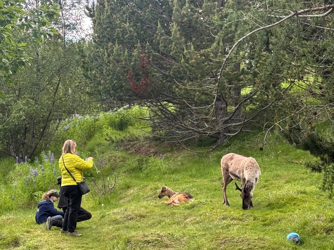 Reindeer Park / Hreindýragarðurinn-Fellabaer必去景点