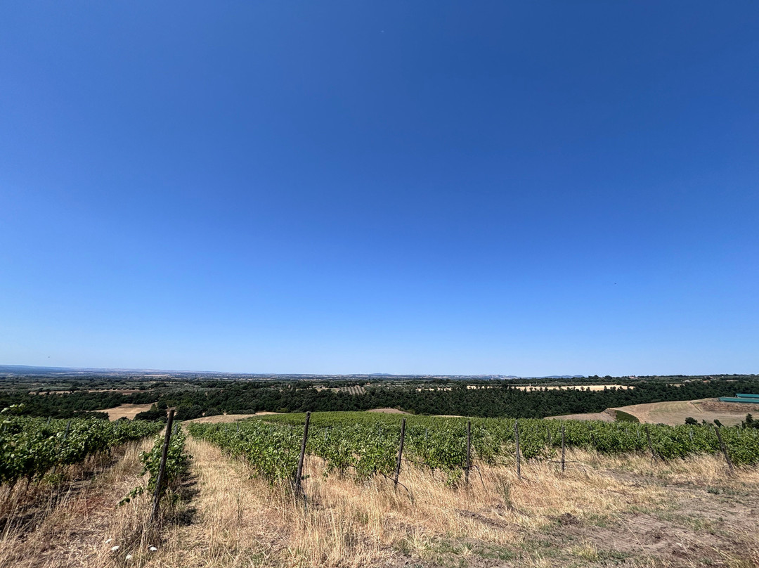 Poggio Bbaranèllo -Vignaioli Controvento