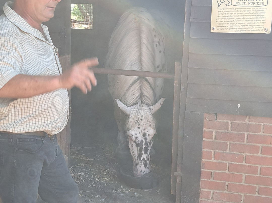 Dorset Heavy Horse Farm Park-Verwood必去景点