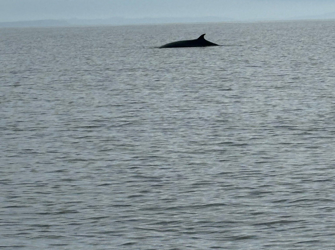 Hebridean Whale Cruises-盖尔洛赫必去景点