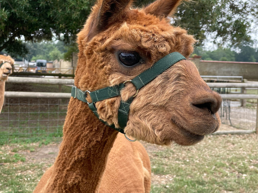 Woodland View Alpacas-Birchington必去景点