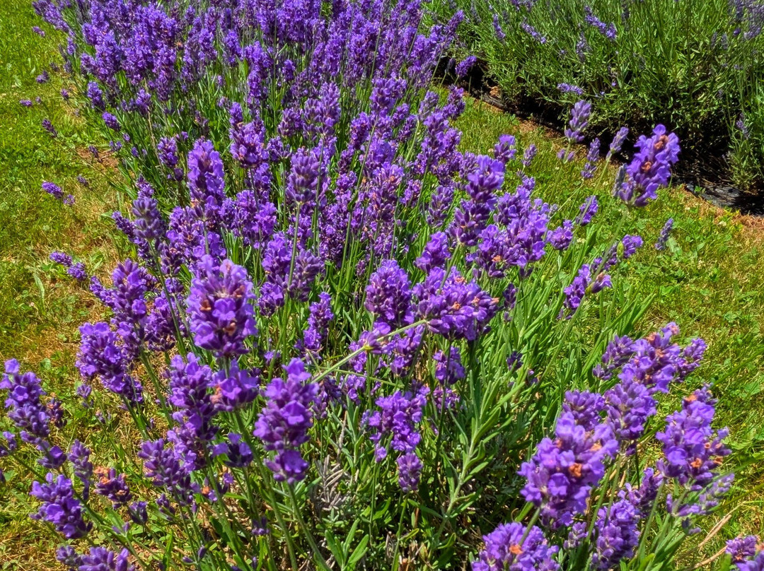 Kelso Lavender Farm-Milton必去景点