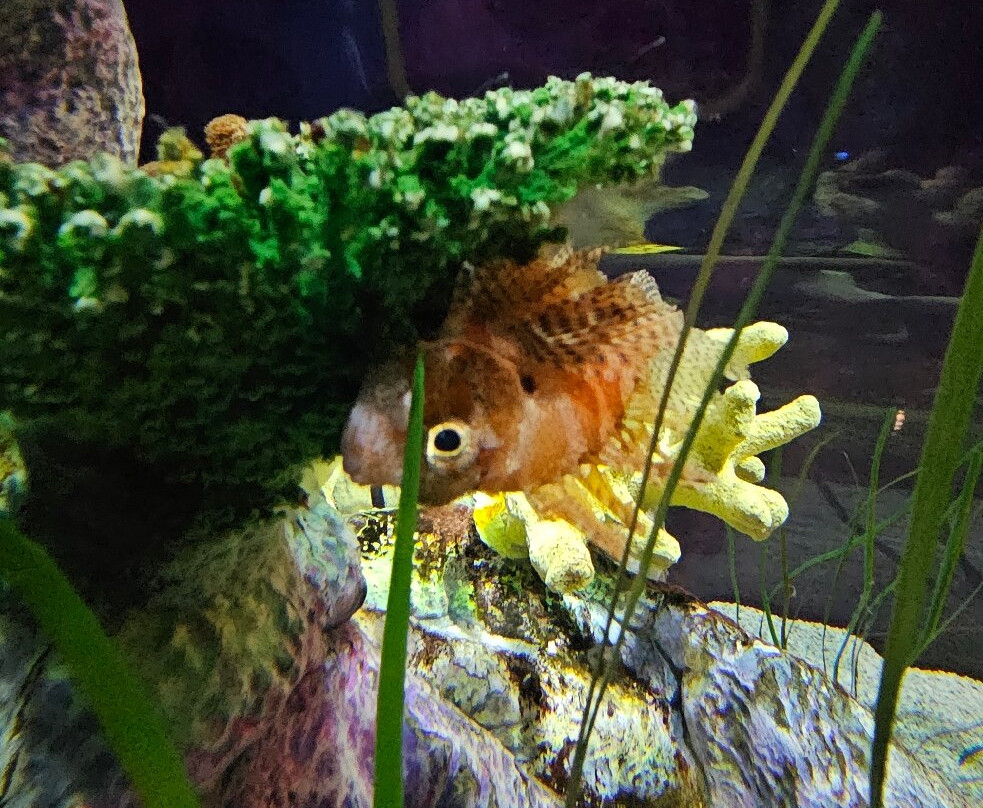 Aquarium At The Boardwalk-布兰森必去景点