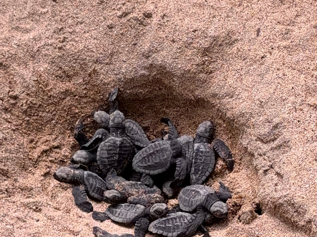 Sea Turtle Farm Galle Mahamodara-加勒必去景点