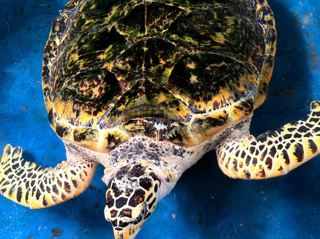 Sea Turtle Farm Galle Mahamodara-加勒必去景点