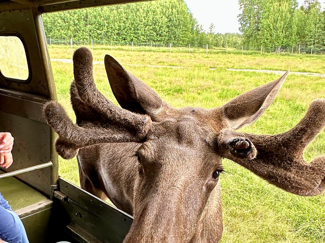 Virum Algpark-Vimmerby必去景点