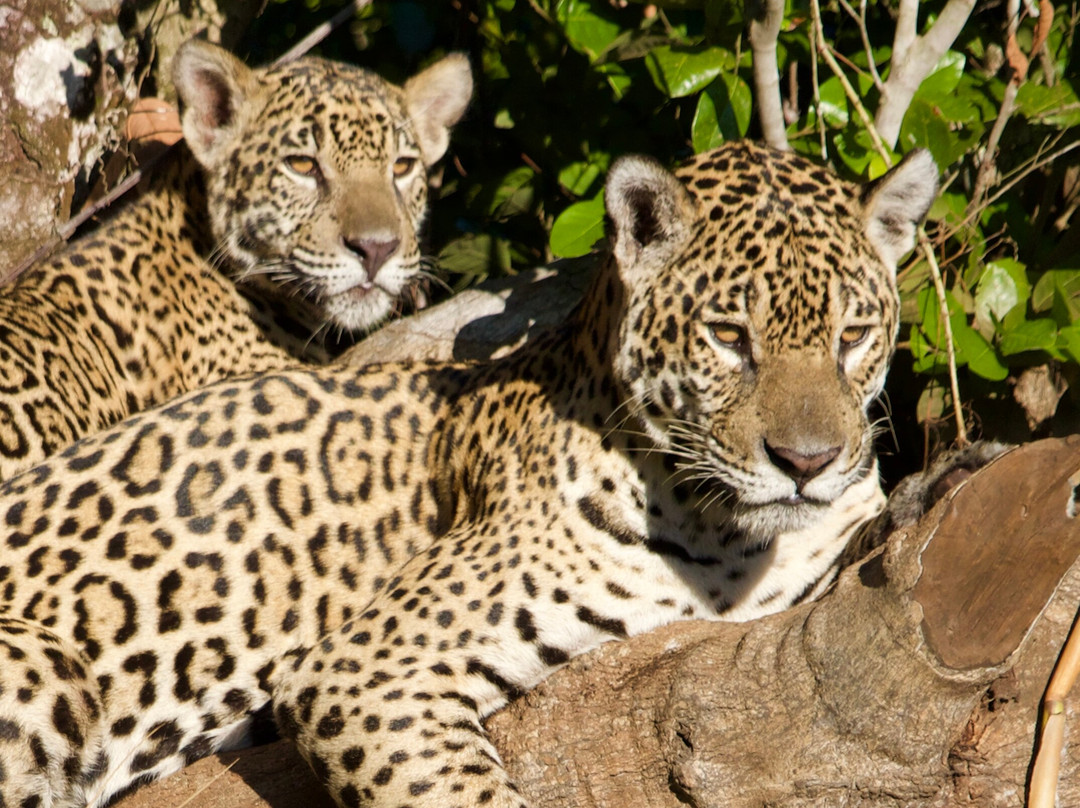 Olsen Photo Tours - Wildlife Experiences-Porto Jofre必去景点