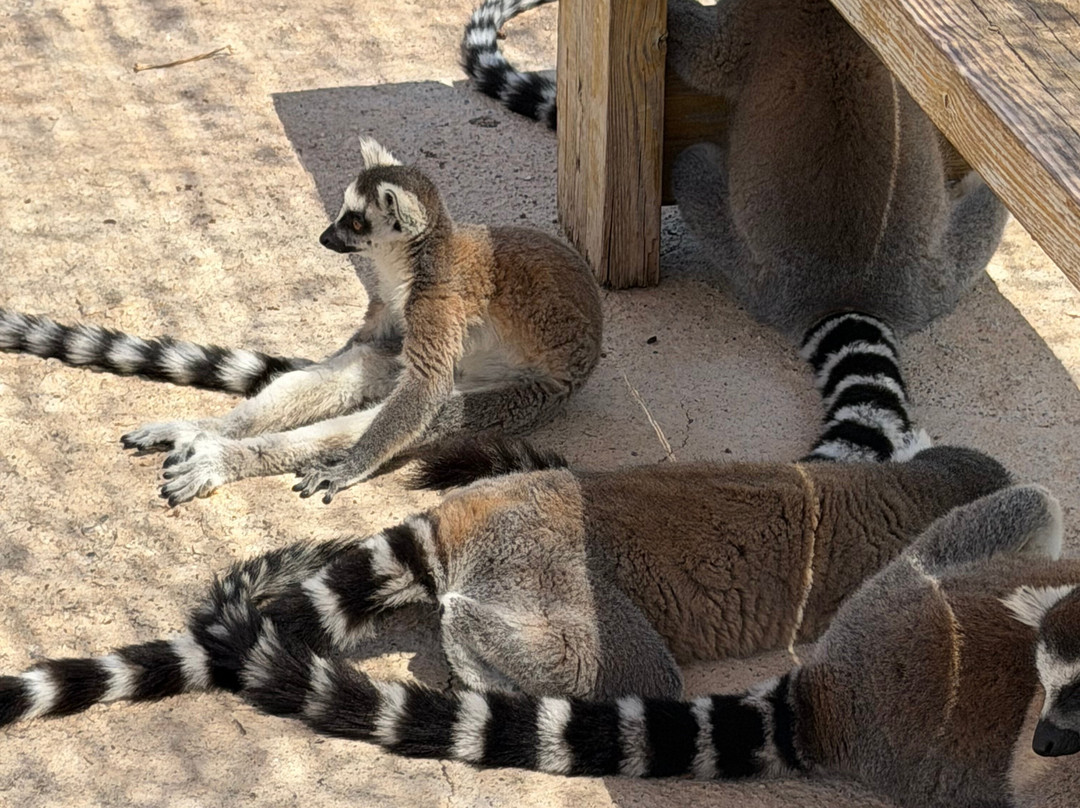 Farma of Rhodes Petting Zoo-Theologos必去景点
