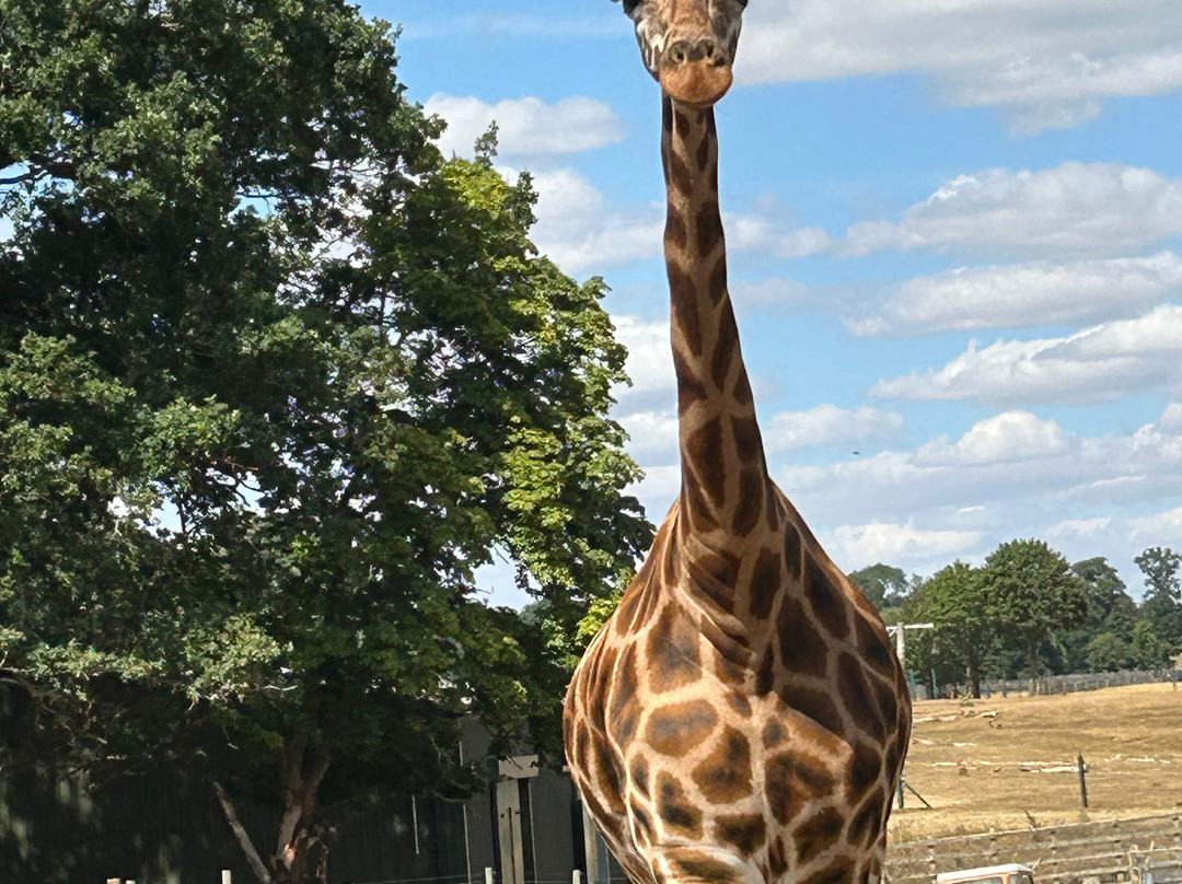 Woburn Safari Park-Woburn必去景点
