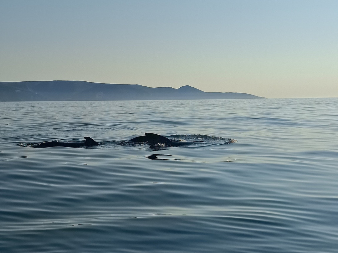 Oshan Whale Watch-Bay St. Lawrence必去景点