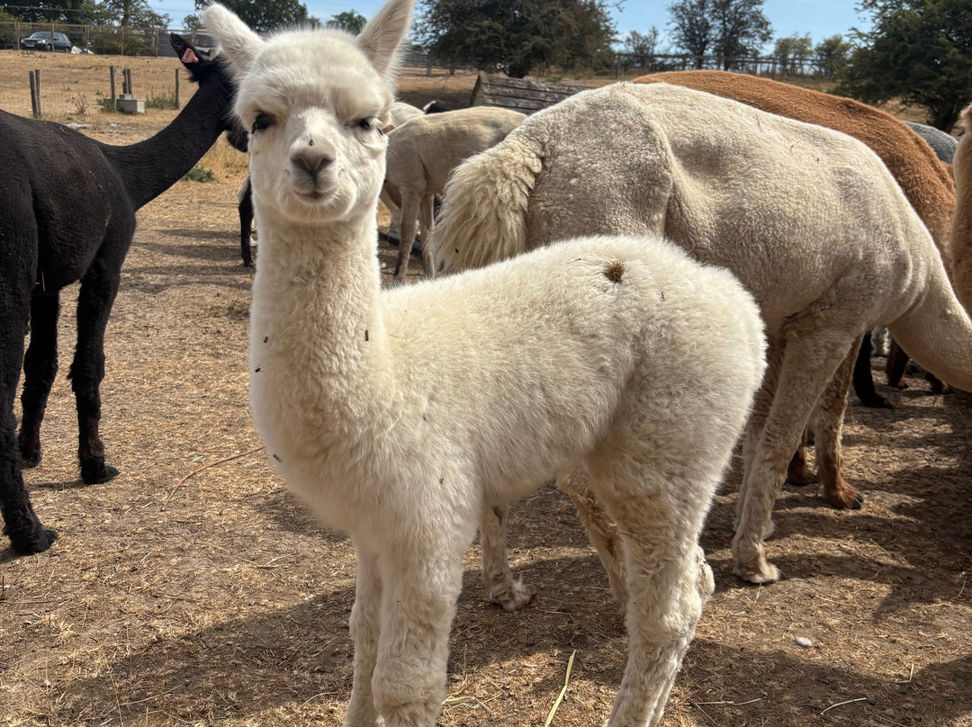 Faerie Tale Alpacas-凯尼尔沃思必去景点