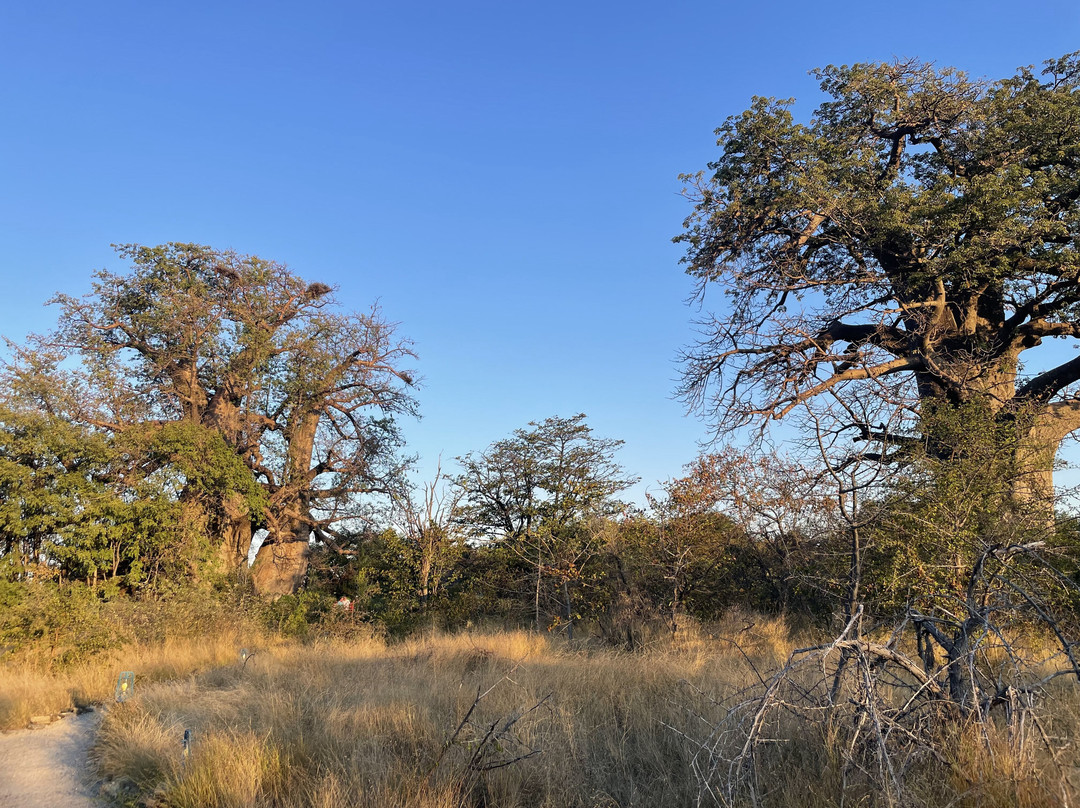 Planet Baobab-Gweta必去景点
