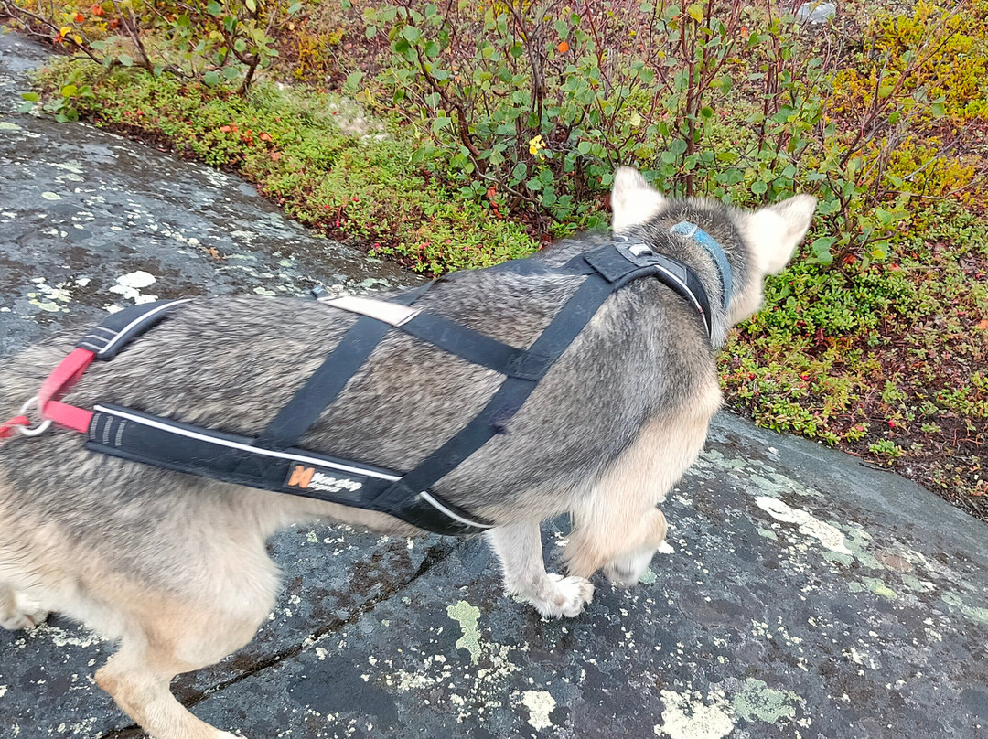 Husky Tours By Snowhotel Kirkenes-希尔克内斯必去景点