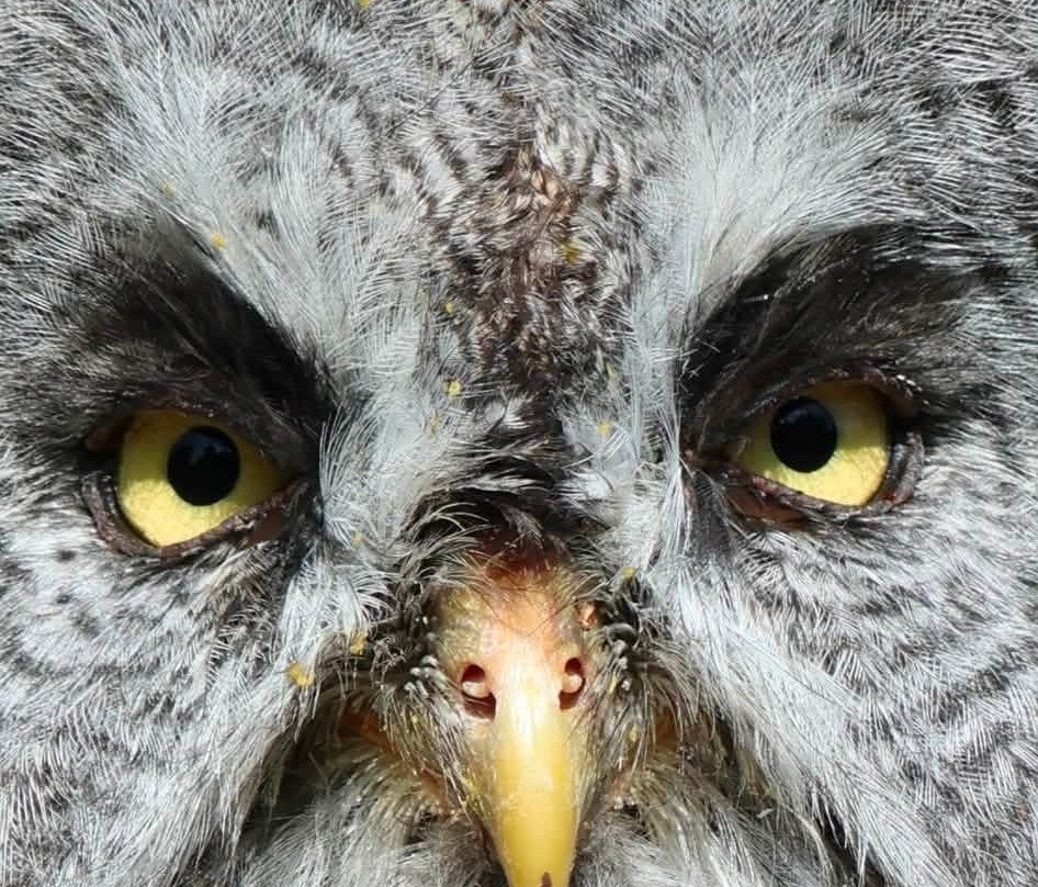 Birds of Prey at Swinton Estate-马沙姆必去景点
