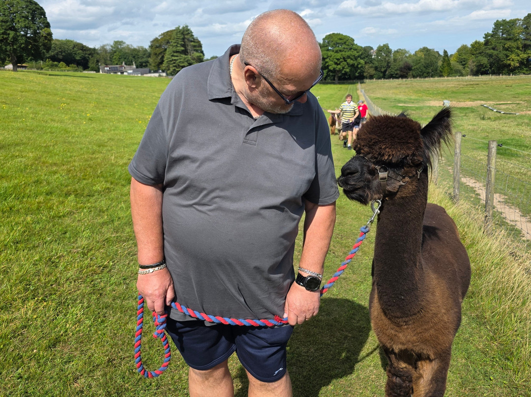 Bardsea Alpacas And Llamas-Bardsea必去景点