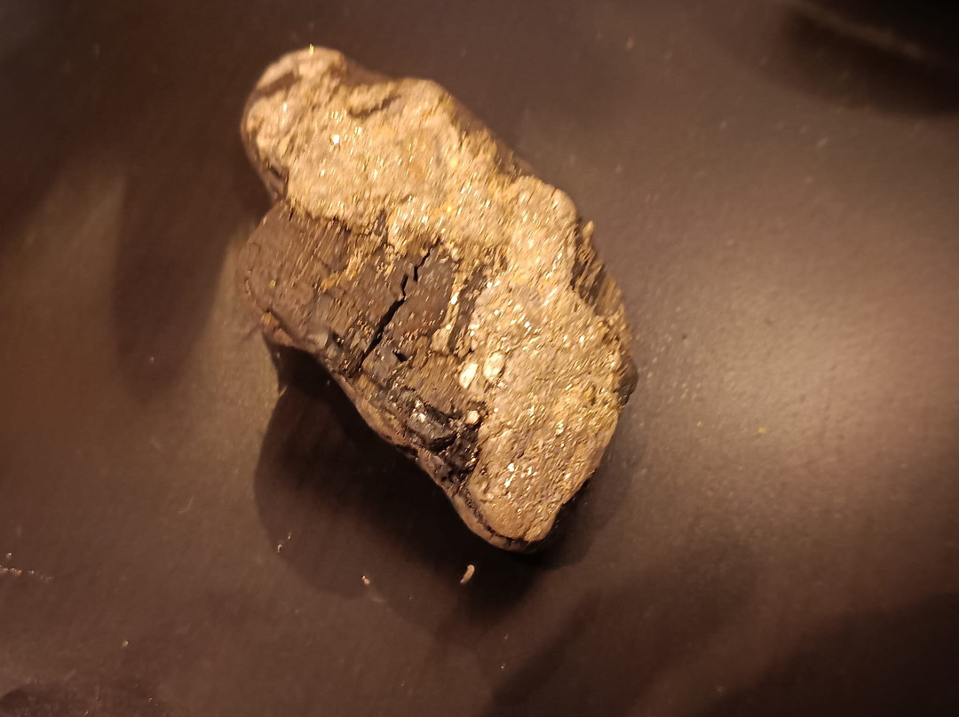 Isle of Wight Fossil Walks- Wight Coast Fossils-文特诺必去景点