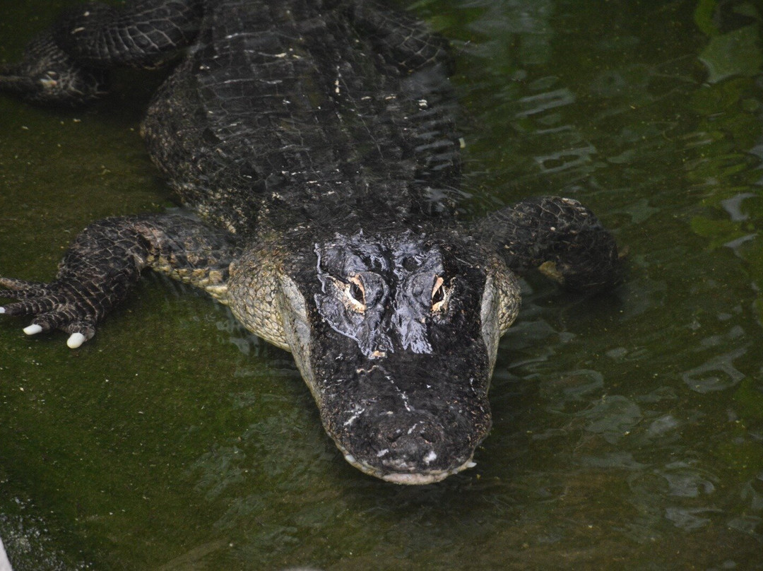 Alligator Bay-波伏娃必去景点