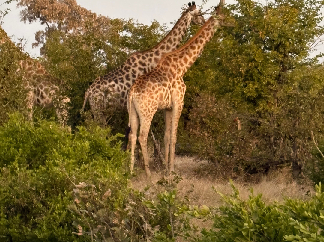 Moremi Wildlife Reserve-莫雷米野生动物保护区必去景点