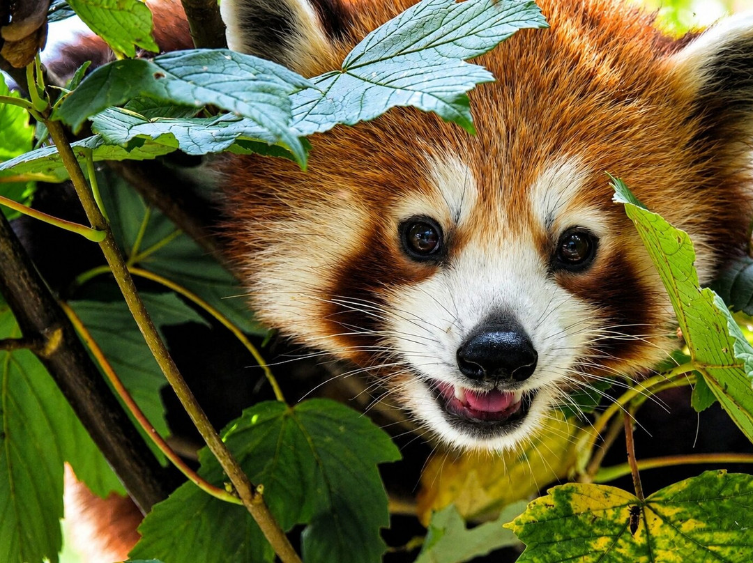 Manor Wildlife Park-St. Florence必去景点